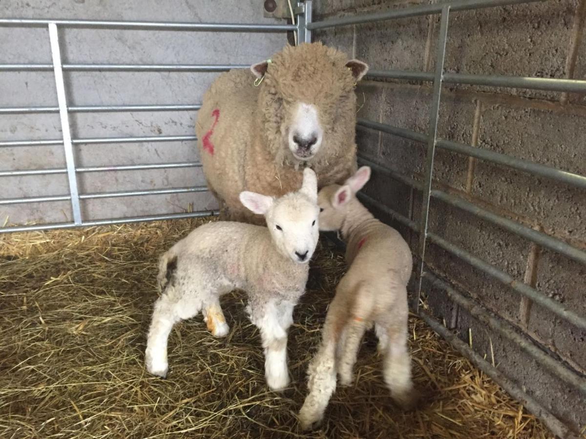 Weatherhead Farm Shepherds Hut Villa Buckingham Bagian luar foto